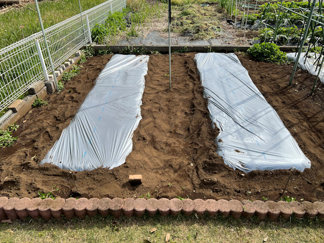 ズッキーニ立体栽培 ゼルダ ライム ネロ ジャッロ