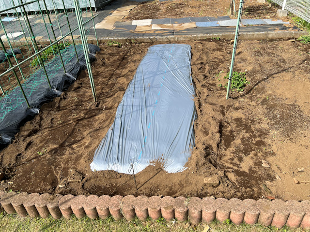 ズッキーニ立体栽培 ゼルダ ライム ネロ ジャッロ