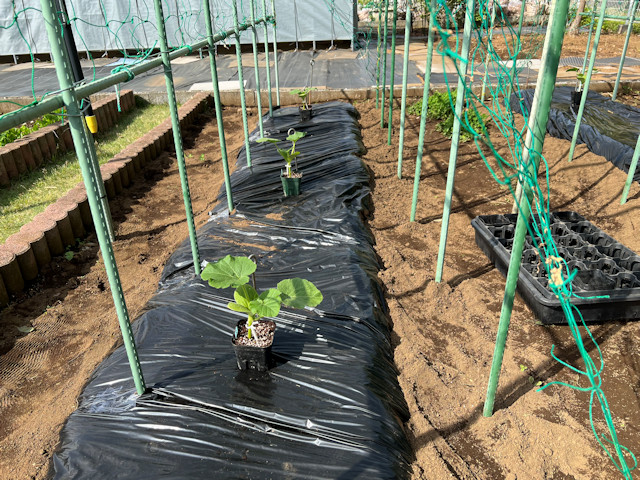 ミニカボチャ 空中栽培 すずなりカボちゃん すずなりパンプティ