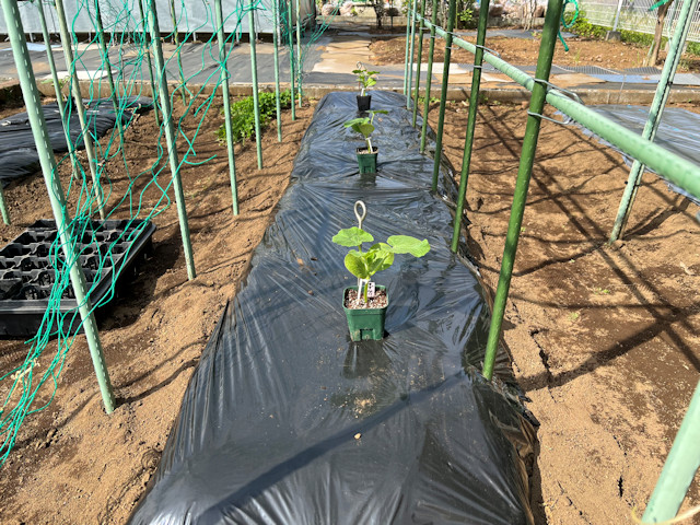 ミニカボチャ 空中栽培 すずなりカボちゃん すずなりパンプティ