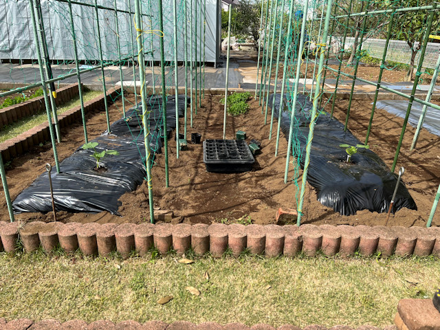 ミニカボチャ 空中栽培 すずなりカボちゃん すずなりパンプティ