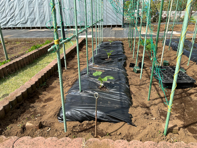 ミニカボチャ 空中栽培 すずなりカボちゃん すずなりパンプティ