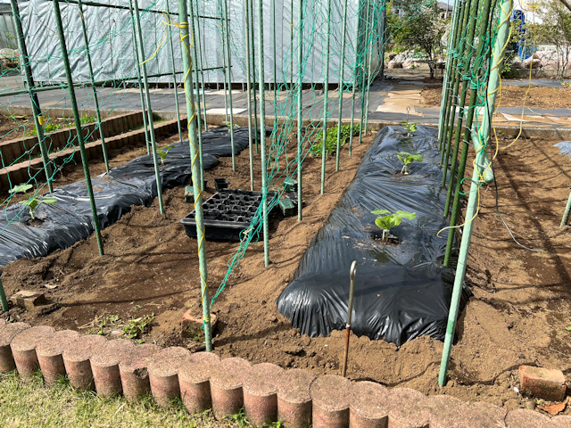 ミニカボチャ 空中栽培 すずなりカボちゃん すずなりパンプティ