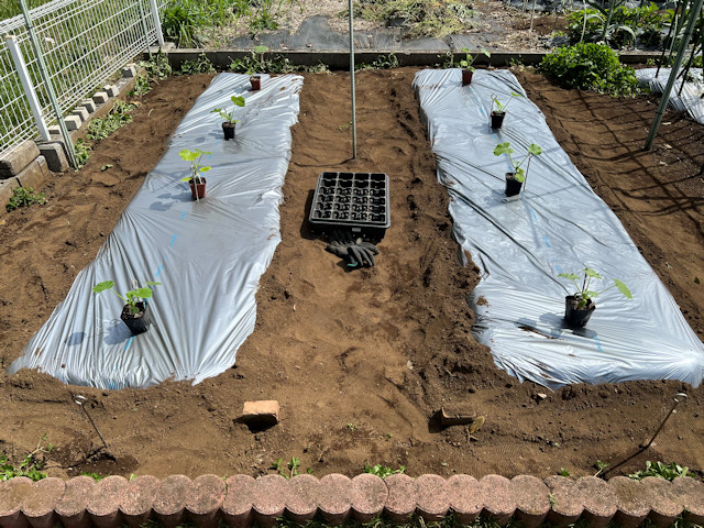 ズッキーニ立体栽培 ゼルダ ライム ネロ ジャッロ