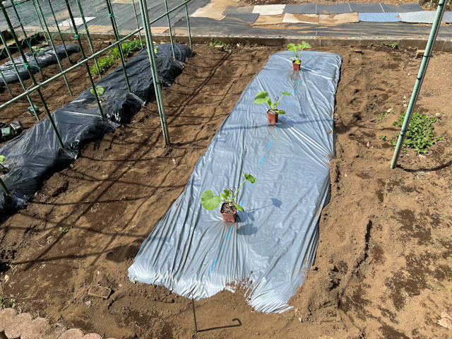 ズッキーニ立体栽培 ゼルダ ライム ネロ ジャッロ