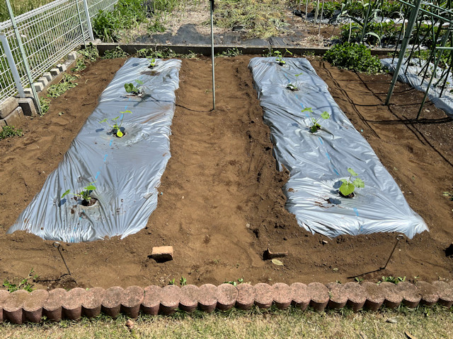 ズッキーニ立体栽培 ゼルダ ライム ネロ ジャッロ