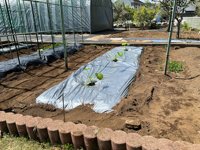 ズッキーニ立体栽培 ゼルダ ライム ネロ ジャッロ