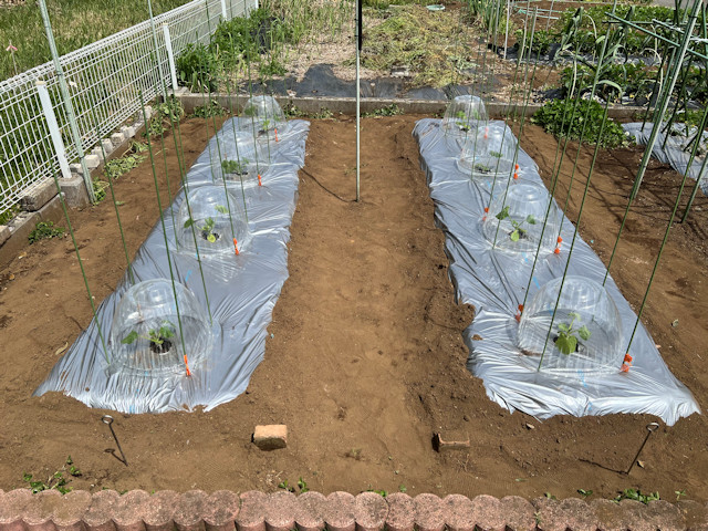 ズッキーニ立体栽培 ゼルダ ライム ネロ ジャッロ