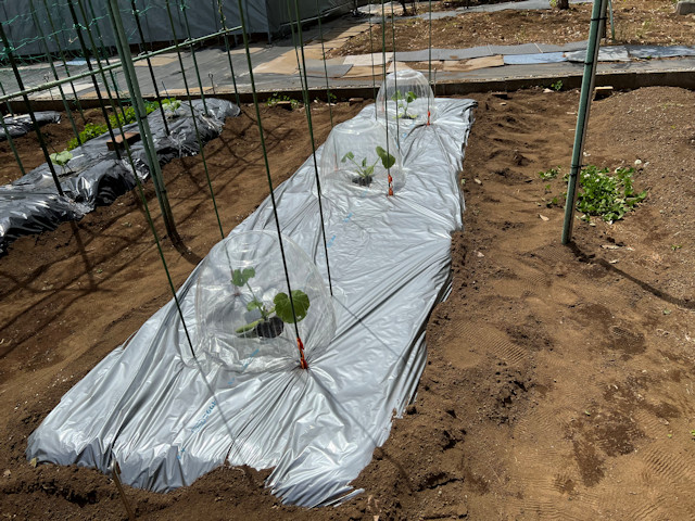 ズッキーニ立体栽培 ゼルダ ライム ネロ ジャッロ