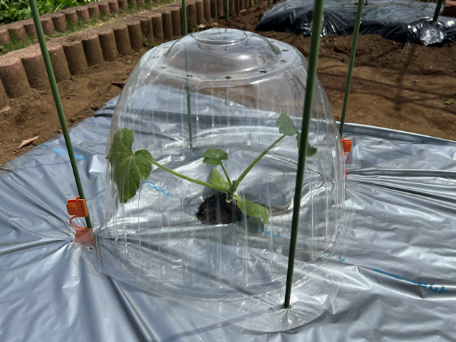 ズッキーニ立体栽培 ゼルダ ライム ネロ ジャッロ