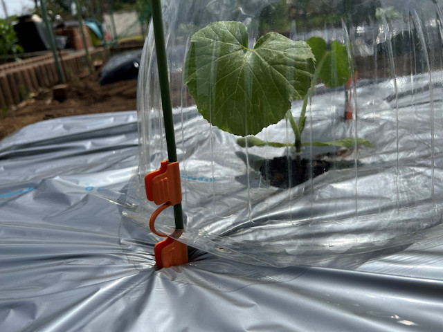 ズッキーニ立体栽培 ゼルダ ライム ネロ ジャッロ