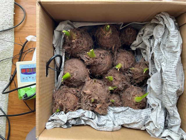 サトイモ 親芋 芽出し