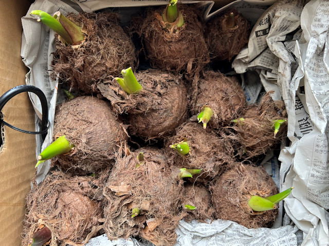サトイモ 親芋 芽出し