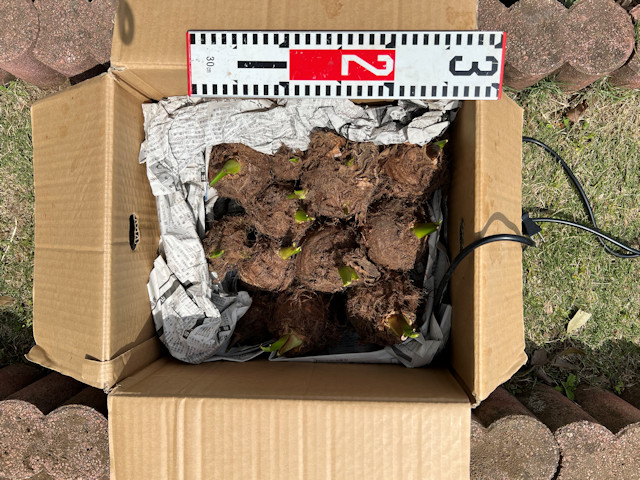 サトイモ 親芋 芽出し