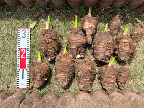 サトイモ 親芋 芽出し