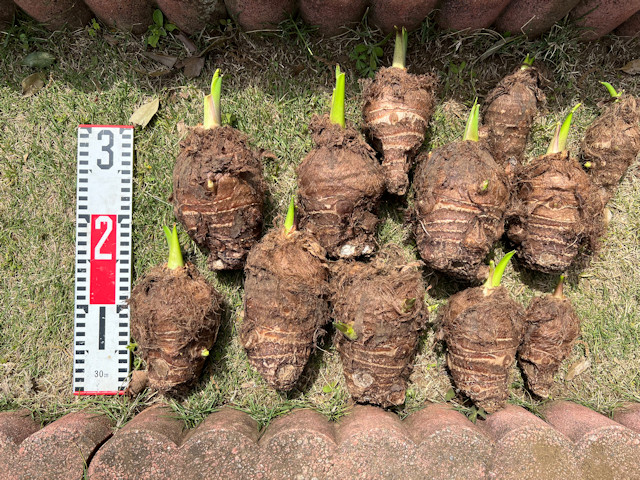 サトイモ 親芋 芽出し