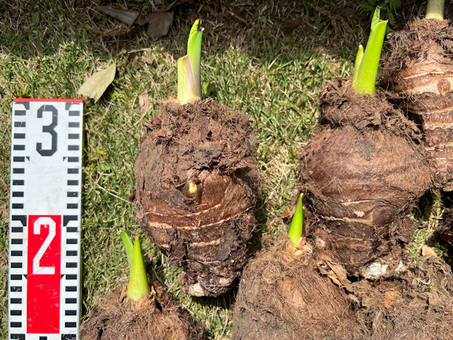 サトイモ 親芋 芽出し