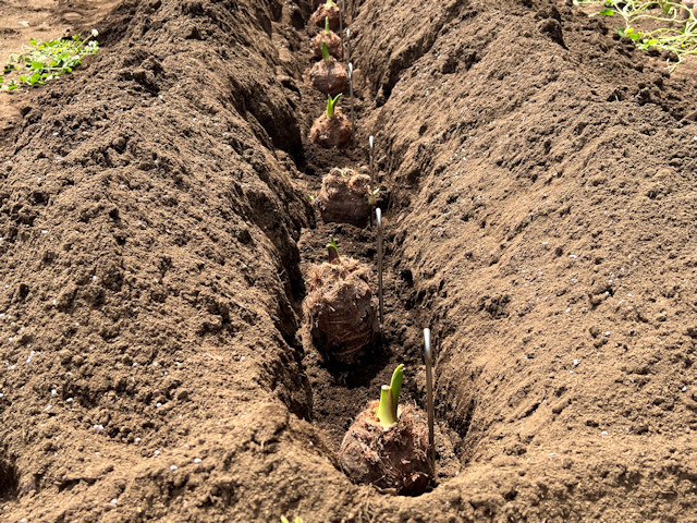 サトイモ 親芋 芽出し