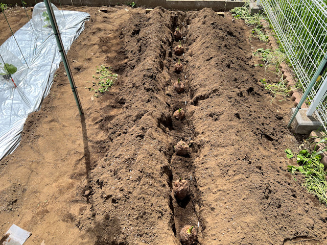 サトイモ 親芋 芽出し
