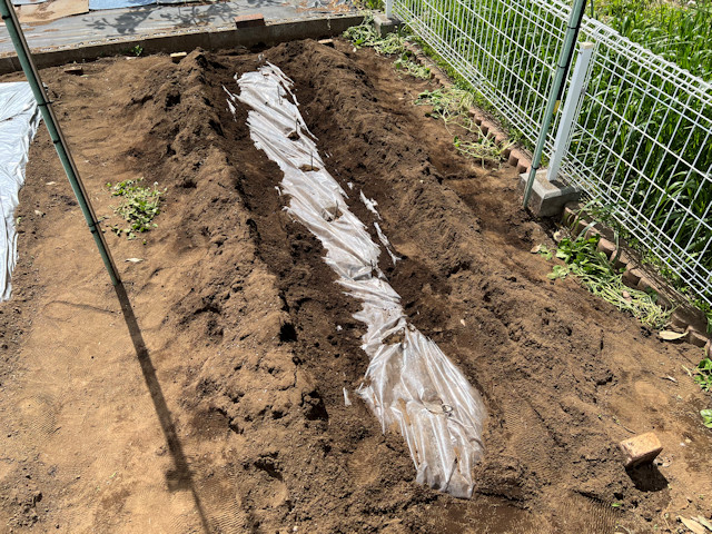 サトイモ 親芋 芽出し