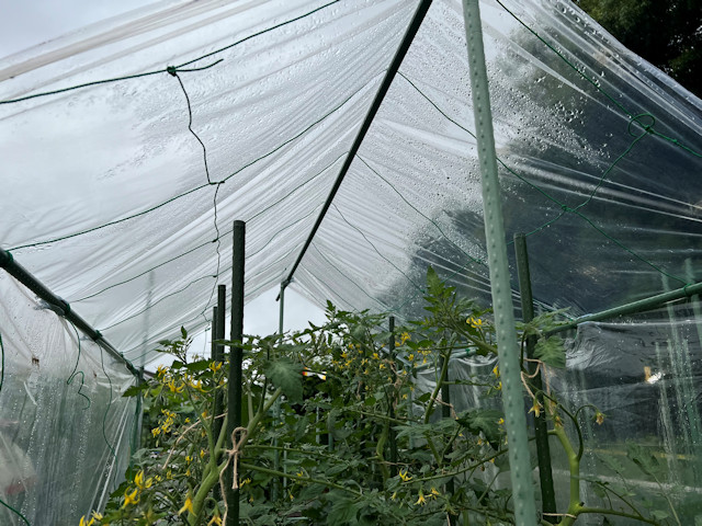 ミニトマト 雨よけ 屋根 自作 DIY 園芸支柱