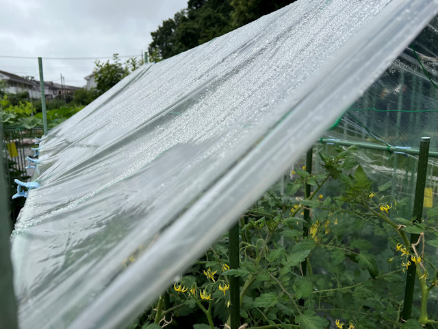 ミニトマト 雨よけ 屋根 自作 DIY 園芸支柱
