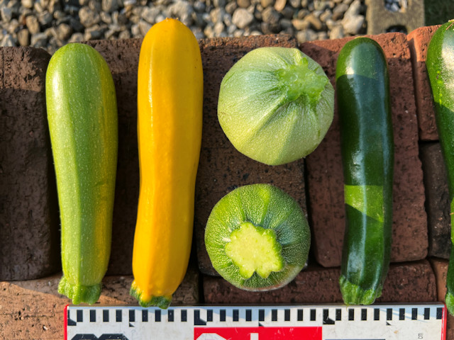 ズッキーニ立体栽培 パリーノ ネロ ・パリーノ オリーブ ・ゼルダ ジャッロ・ゼルダ ネロ・ゼルダ ライム