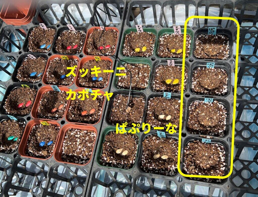 ミニパプリカ ぱぷりーな 種まき