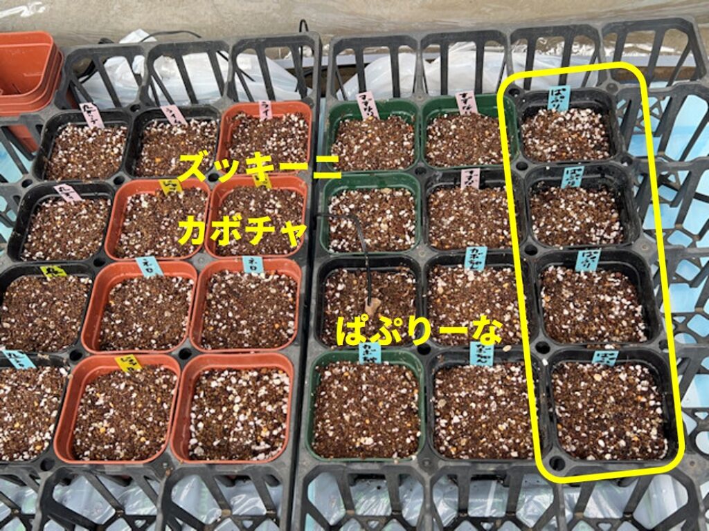 ミニパプリカ ぱぷりーな 種まき