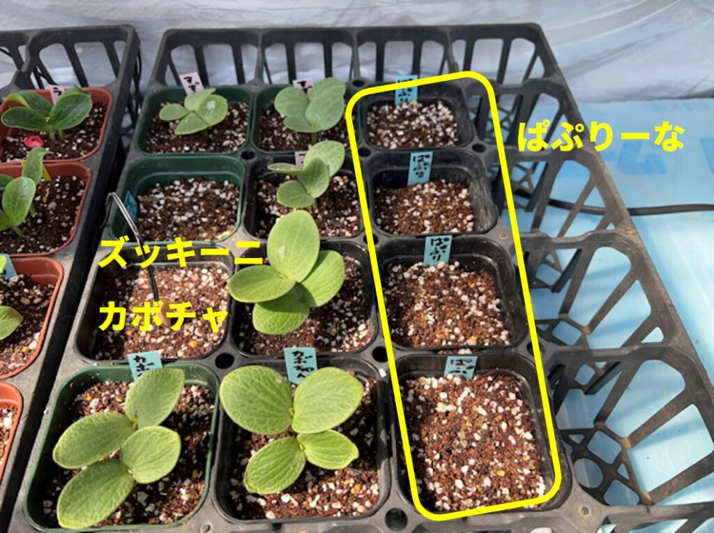 ミニパプリカ ぱぷりーな 種まき
