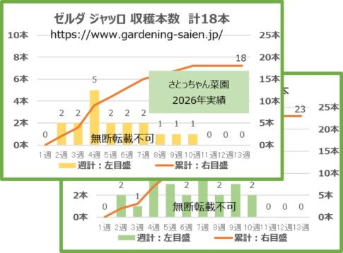 ゼルダジャッロ 黄色 ズッキーニ 立体栽培 収穫本数
