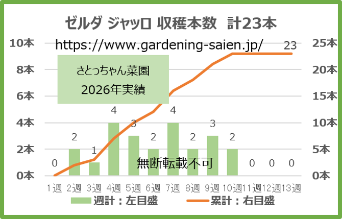 ゼルダジャッロ 黄色 ズッキーニ 立体栽培 収穫本数